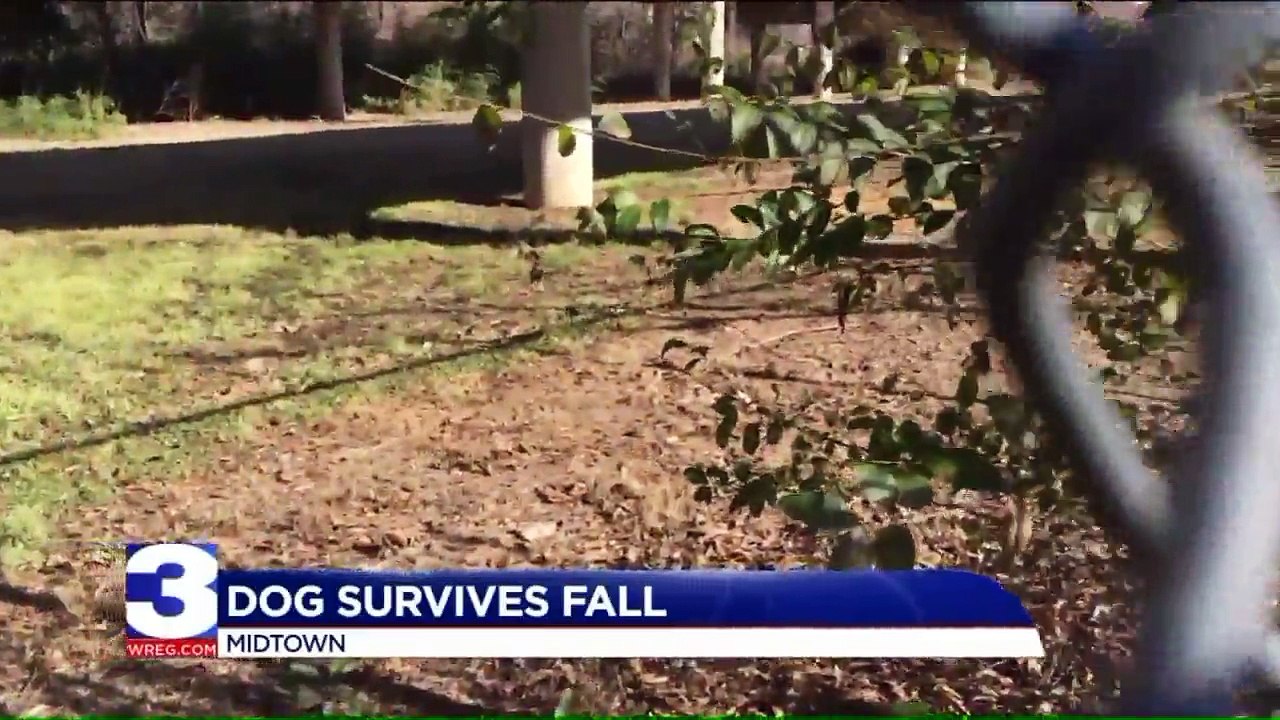 Missing Dog Reunited WIth Owner After Surviving 20-Foot Fall from Overpass