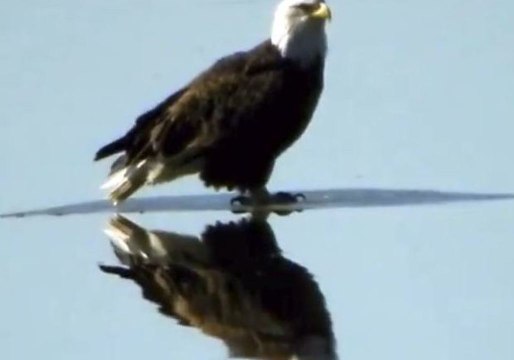 Bald Eagle Floats on Ice Down Mississippi River, Like a Boss