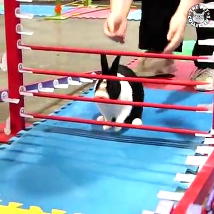 Funny bunny 