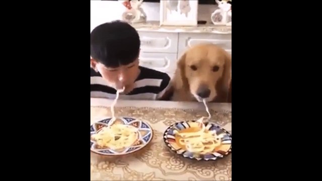 Qui mange le plus vite ses spaghettis... Les chiens ou le maitre ???