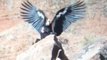 Rare Glimpse of Endangered California Condors Mating Caught on Camera