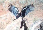Rare Glimpse of Endangered California Condors Mating Caught on Camera