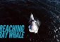California Drone Captures Spectacular Grey Whale Breach
