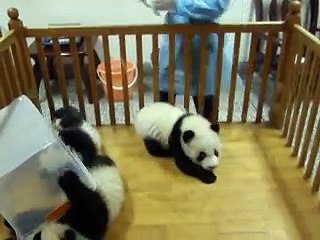 Cutest Panda want to escape!
