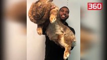 Njihuni me lepurin më të madh në botë, përmasat e tij do t'ju lenë pa fjalë (360video)