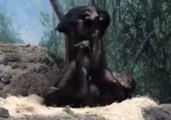 Young Bonobos Play Airplane at Cincinnati Zoo