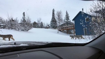 Lynx Family Crosses the Road