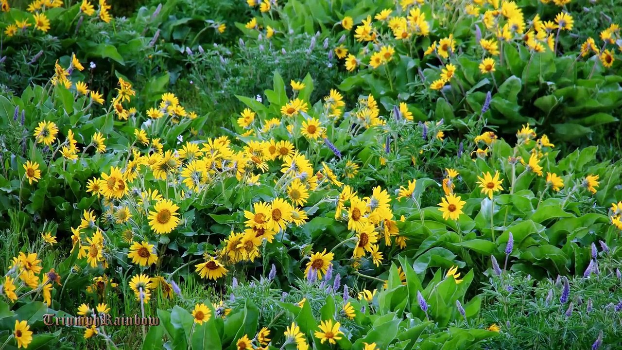 Oregon Spring Time - Wildflowers and Tulips 20170430 4K UHD