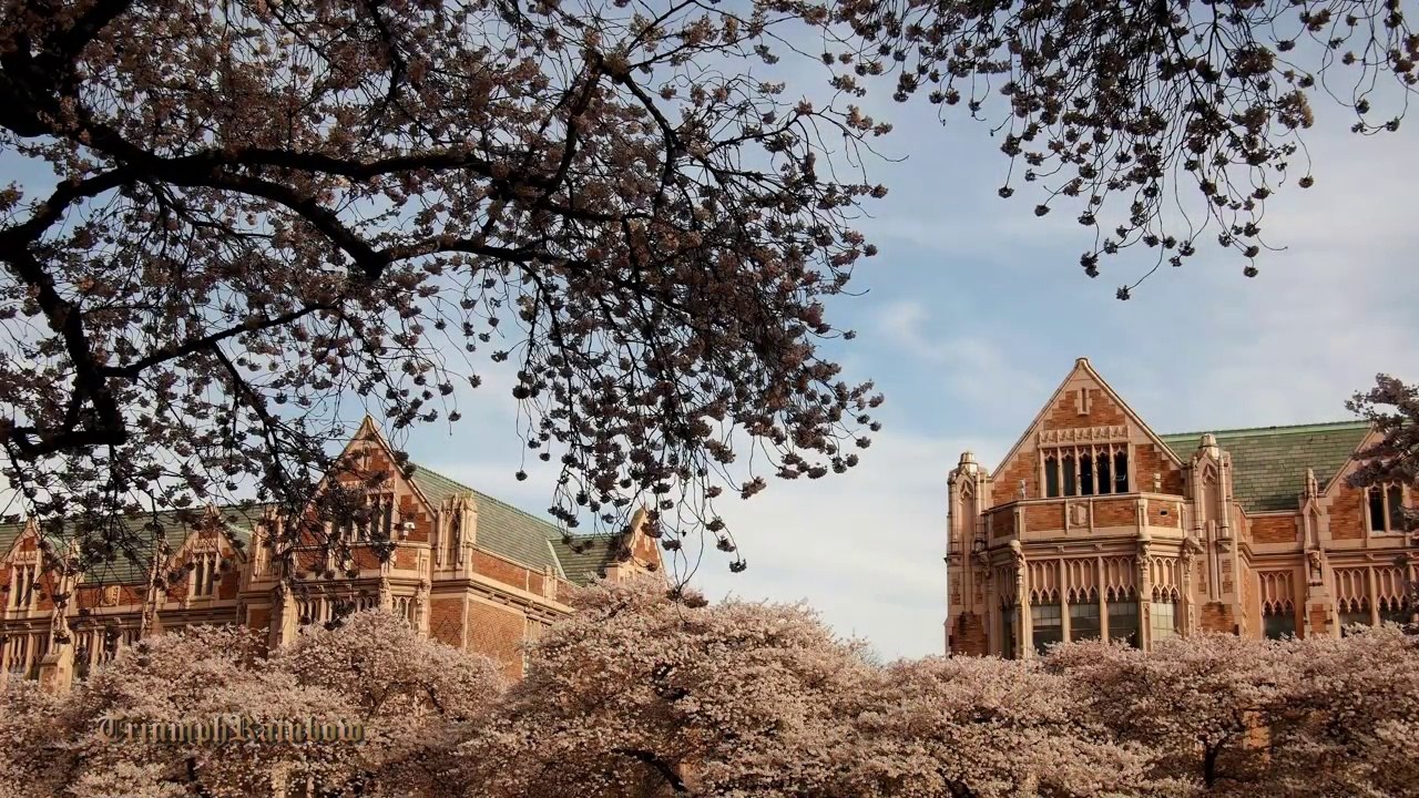 University of Washington Cherry Blossom  4K UHD