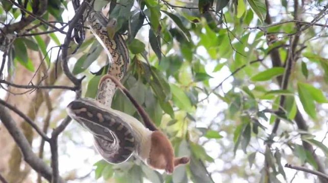 Vous ne pourrez plus dormir après avoir vu ce python qui dévore un opossum