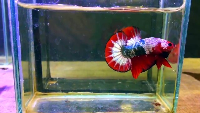 Ikan Cupang(BETTA FISH) Koi dan Fancy