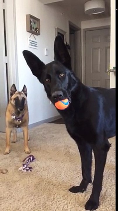 La tête de ce chien est extraordinaire !! Bah a...