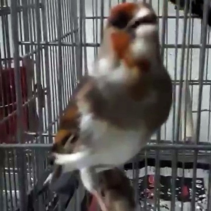 La Star du Chant d'oiseaux  ❤️ Le Chardonneret le plus beau oiseau  ❤️  ماشاء الله