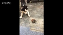 Brave little turtle fights with husky