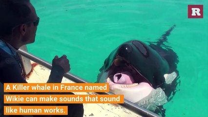 A killer whale that can almost speak | Rare Animals