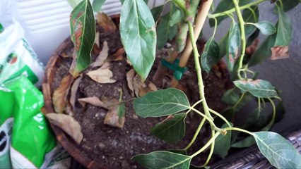 Intense Drama Unfolds