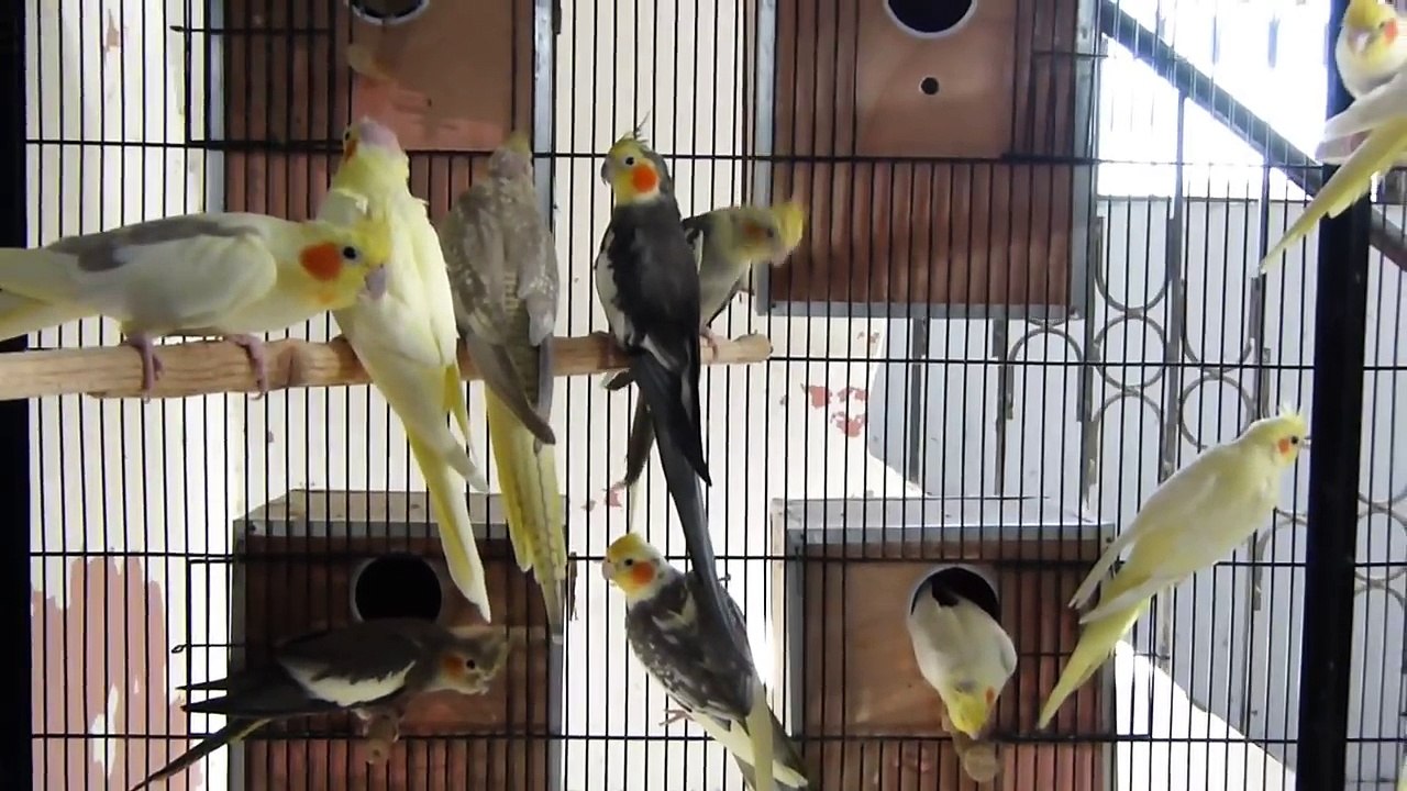 Cockatiel Best Breeding Aviary