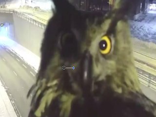WHAT A HOOT! Traffic cam captures owl watching cars - ABC15 Digital