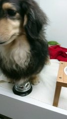 Dog Dings Bell for Food