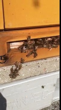 عالم النحل ,النحل, يدافع عن خليته, When bees defend their colony