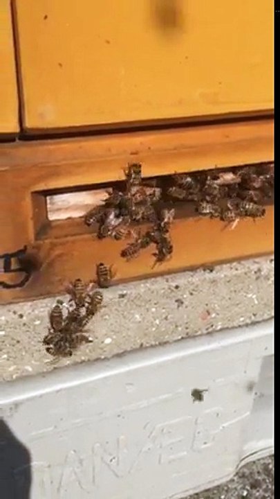 عالم النحل ,النحل, يدافع عن خليته, When bees defend their colony