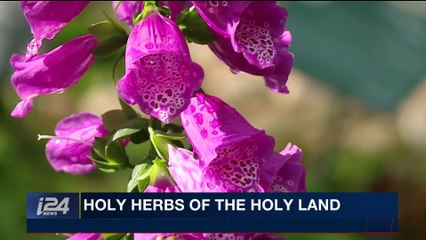 PERSPECTIVES | Holy herbs of the Holy Land | Wednesday, January 31st 2018