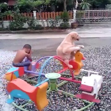 Quand ton meilleur ami est un chien et qu'il fait du tourniquet avec toi... Trop mignon