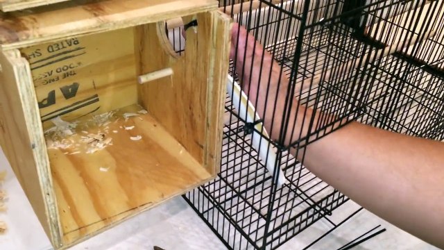 How to set up a lovebirds breeding box and cage tutorial