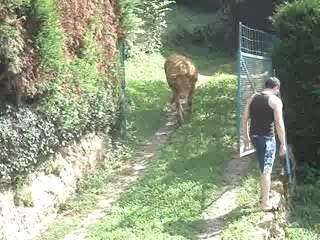 L'homme qui murmurait à l'oreille des vaches ...