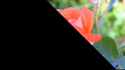 A Strange Dua From The People Of Saba – Ali Hammuda