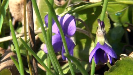 Muğla’da bahar havası etkili oluyor