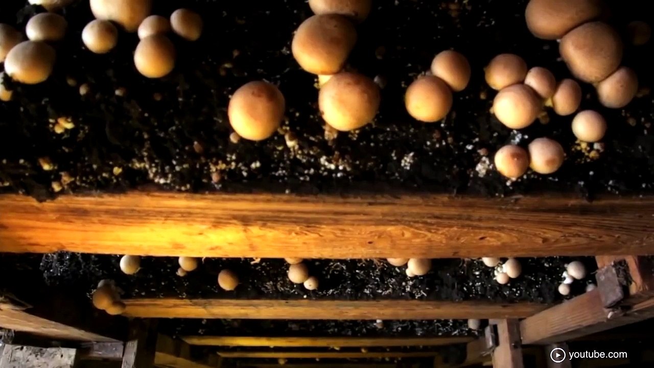 These 5 Mushroom Facts Will Blow Your Mind