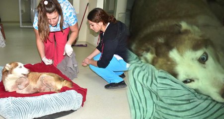 İzmir'de Asit Yüzünden 3 Bacağı Eriyen Köpeğin Durumu Yürek Burktu