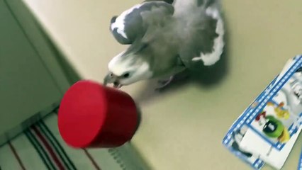 Ce perroquet pourrit la vie de ses maitres en balançant tout par terre... Vilain