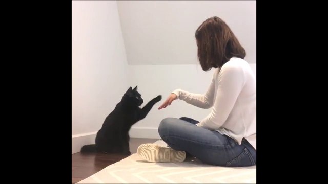 Elle a créé un handshake avec son chat... Trop classe