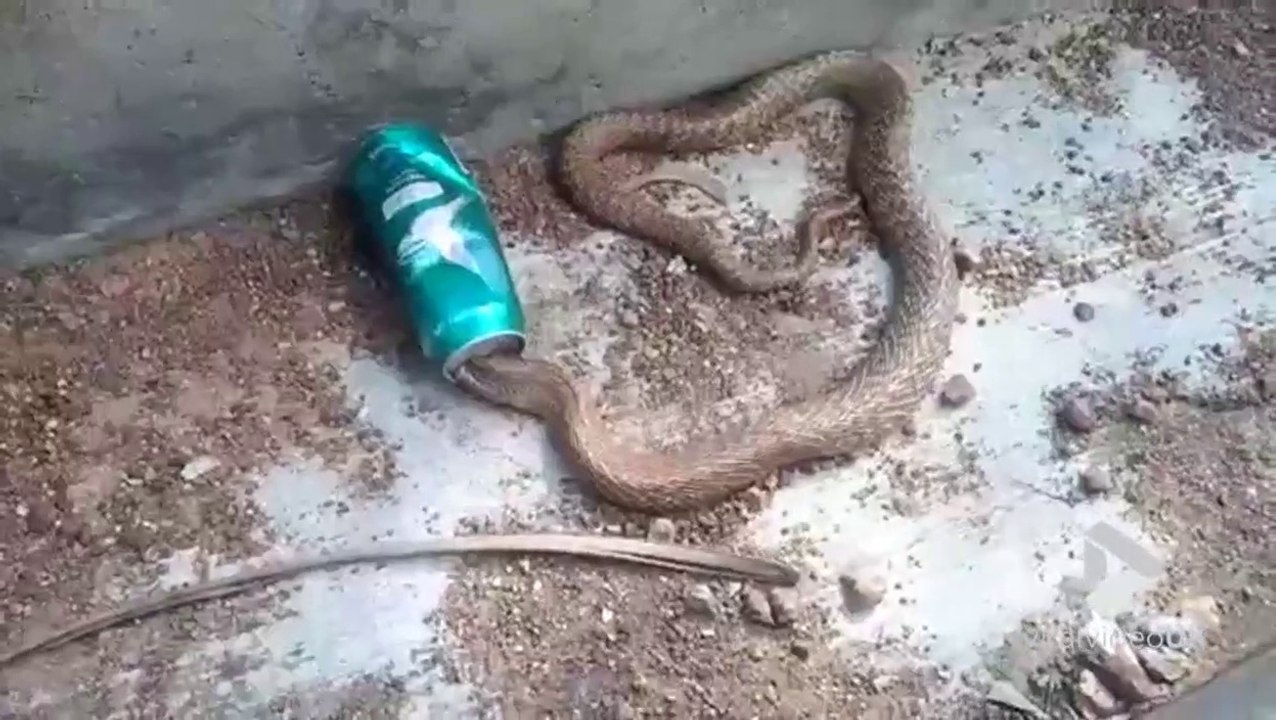 Ce Cobra a la tête coincée dans une canette de bière... Pas simple de sauver le serpent