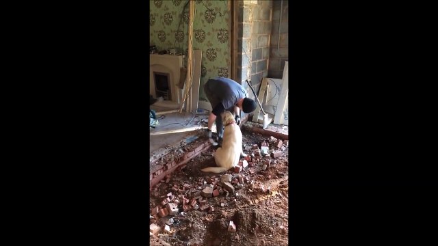 Ce chien empeche cet ouvrier de bosser... D'où les retards sur le chantier