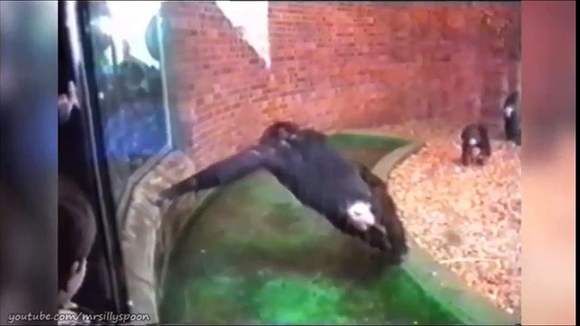 Monkey Business - Funny Primate Clips , Cheeky Monkeys!