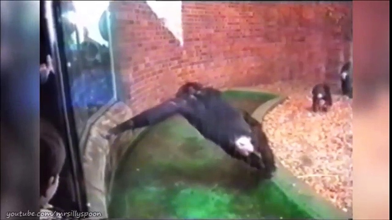 Monkey Business - Funny Primate Clips , Cheeky Monkeys!