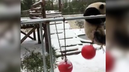 La felicidad extrema de un oso panda en la nieve