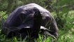 Equateur : Donfaustoi, le dernier géant découvert aux Galapagos