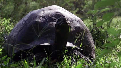 Equateur : Donfaustoi, le dernier géant découvert aux Galapagos