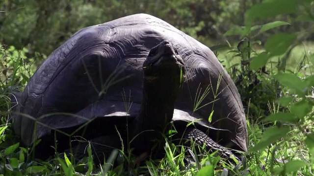 Equateur : Donfaustoi, le dernier géant découvert aux Galapagos