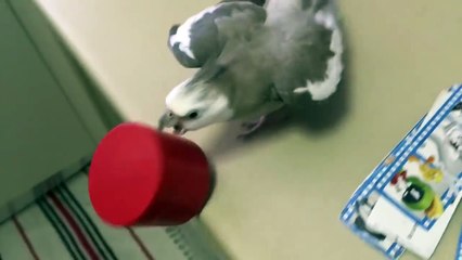 Les chats sont des trolls mais cet oiseau est encore pire !