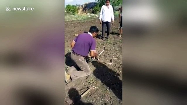 Snake rescuer's cobra-kissing stunt backfires