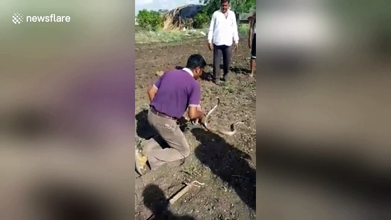 Snake rescuer's cobra-kissing stunt backfires