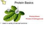 Proteins & Enzymes (regular biology) updated