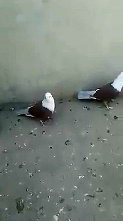 (2) Shirazi Pigeons_3