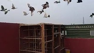 (2) Shirazi Pigeons