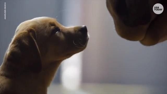 Budweiser's 'Puppy Love' wins Ad Meter 30th Anniversary Bracket